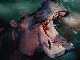 Hippo_yawning