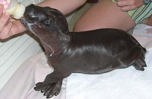 baby_pygmy_hippo