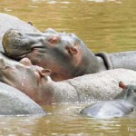 hippo