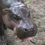 hippo3