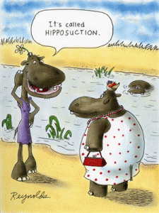 hippocartoon