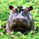 peekaboohippo